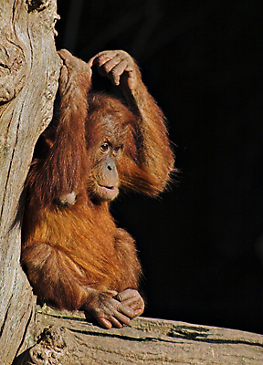 포토 JPG 해외이미지 동물 응시 얼굴 야생동물 어린이 포유류 생물 동물원 사람없음 슬픔 원숭이 아기 고독 통나무 인도네시아 멸종 유인원 말레이시아 우울감 우울증 해외포토 나무 시선 감정 아시아 사람 신체부위 질병 파일형식 이미지허브