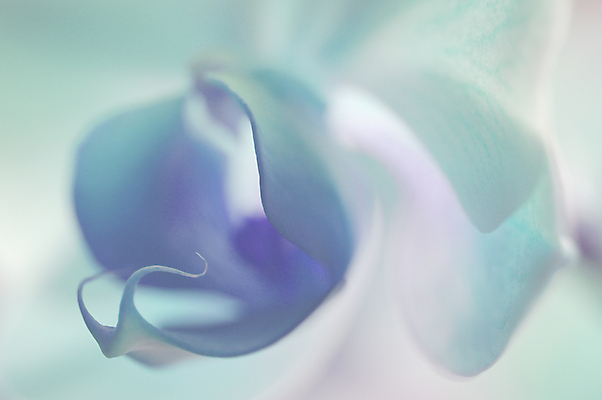 포토 JPG 해외이미지 하늘색 백그라운드 사람없음 난초 해외포토 식물 파란색 파일형식 이미지허브