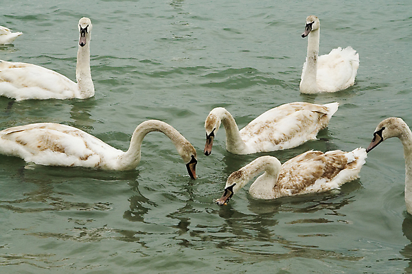 포토 JPG 해외이미지 물결 빵 바다 날개 조류 사람없음 물 수영 흰색 떨어짐 먹기 꼬리 부리 백조 분무기 목 계산서 수유 해외포토 자연요소 동물 음식 컬러 컨셉 모션 신체부위 수상스포츠 파일형식 이미지허브