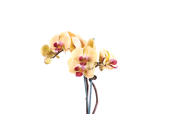 포토 JPG 해외이미지 식물 꽃 줄기 백그라운드 오렌지 사람없음 노란색 일본 보라색 흰색 난초 소중 향수 사인 페이지 이국적 해외포토 아시아 컬러 컨셉 과일 화장품 파일형식 이미지허브