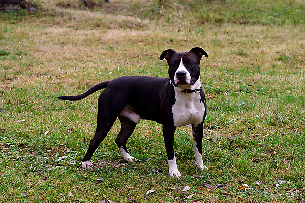 포토 JPG 해외이미지 동물 응시 공원 남자 밭 자연 사람없음 초록색 반려동물 검은색 흰색 기다림 개 테리어 꼬리 주목 해외포토 시선 공공시설 컬러 농업 포유류 모션 사람 생태계 파일형식 이미지허브