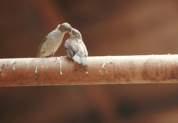 포토 JPG 해외이미지 음식 2 날개 조류 씨앗 사람없음 농장 환경 아기 쌍 작음 충돌 먹기 깃털 부리 해외포토 식물 동물 농업 모션 사람 크기 파일형식 이미지허브