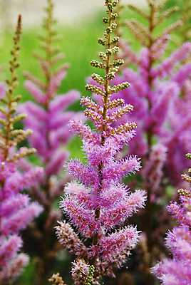 포토 JPG 해외이미지 식물 꽃잎 꽃 분홍색 날개 자연 사람없음 초록색 여름 햇빛 뷰티 정원 보라색 벚꽃 닫기 달콤 소프트포커스 제비꽃 묘사 만족 먼지 꽃가루 부드러움 꿀 가벼움 타격 해외포토 계절 감정 컬러 모션 촬영기법 태양 감각 무게 맛 가루 생태계 파일형식 이미지허브