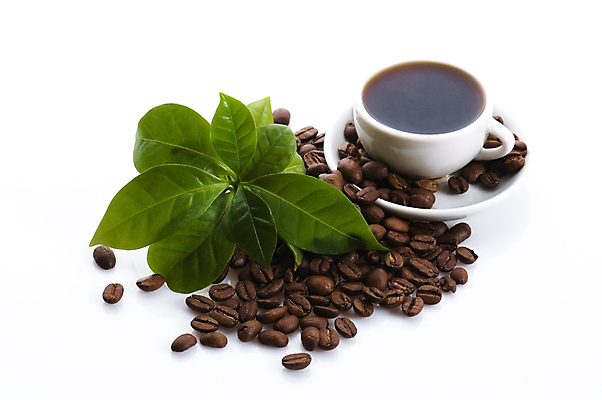 포토 JPG 해외이미지 식물 커피 음료 음식 잎 재료 콩 사람없음 컵 초록색 갈색 어둠 카페 에너지 성장 나뭇가지 신선 설탕 향기 만들기 카페인 해외포토 나무 식기 컬러 모션 곡류 상점 냄새 파일형식 이미지허브