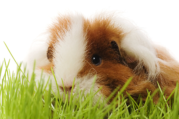 포토 JPG 해외이미지 한마리 근접촬영 사람없음 풀 기니피그 해외포토 식물 1 뷰포인트 포유류 파일형식 이미지허브