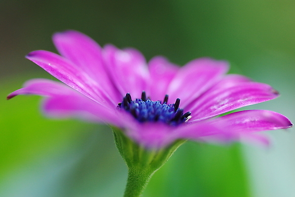 포토 JPG 해외이미지 꽃 분홍색 사람없음 초록색 파란색 보라색 데이지 해외포토 식물 컬러 파일형식 이미지허브