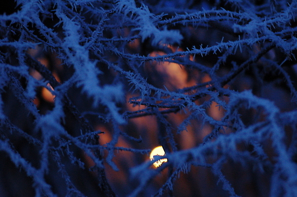 포토 JPG 해외이미지 나무 사람없음 파란색 빛 웹 막대기 야간 서리 해외포토 자연요소 식물 컬러 인터넷 파일형식 이미지허브