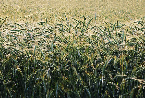 포토 JPG 해외이미지 식물 계절 산업 문화 음식 빵 줄기 백그라운드 밭 농업 재료 자연 건강 씨앗 사람없음 초록색 빛 농작물 농장 농경지 흙 수확 성장 시골 황금 낟알 땅 시리얼 밀 보리 스파이크 밀짚 내추럴 땅바닥 밭일 숙성 해외포토 컬러 곡류 바닥 짚 생태계 파일형식 이미지허브