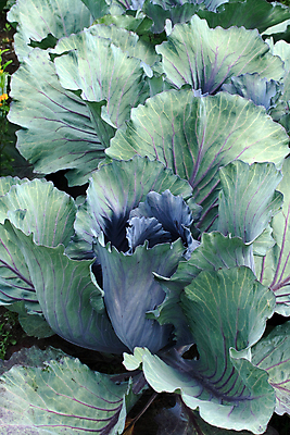 포토 JPG 해외이미지 식물 잎 농업 채소 건강 사람없음 초록색 정원 보라색 성장 가장자리 유기농 양배추 정맥 줄서기 해외포토 웰빙 산업 컬러 모션 둘레 혈관 파일형식 이미지허브