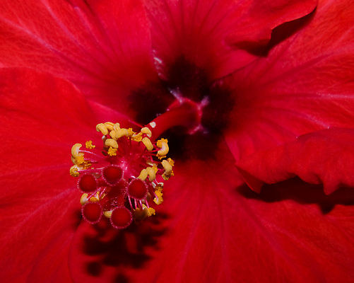 포토 JPG 해외이미지 식물 꽃잎 꽃 자연 사람없음 빨간색 컬러풀 활발 벚꽃 닫기 꽃가루 강렬 꽃수술 히비스커스 해외포토 컬러 컨셉 모션 가루 생태계 파일형식 이미지허브