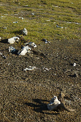 포토 JPG 해외이미지 동물 모래 밭 뼈 골격 사람없음 초록색 흰색 죽음 먼지 해외포토 컬러 농업 파일형식 이미지허브