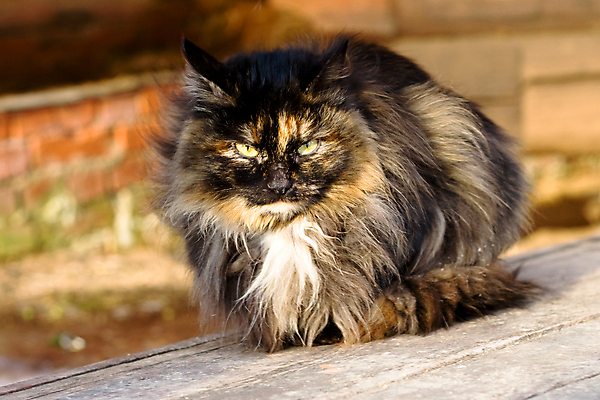 포토 JPG 해외이미지 동물 응시 겨울 하늘 주택 그림자 앉기 사람없음 야외 빨간색 반려동물 농장 갈색 노란색 마을 맑음 검은색 고양이 흰색 시골 브런치 얼룩무늬 솜털 해외포토 시선 계절 컬러 무늬 농업 포유류 모션 날씨 건물 식사 파일형식 이미지허브