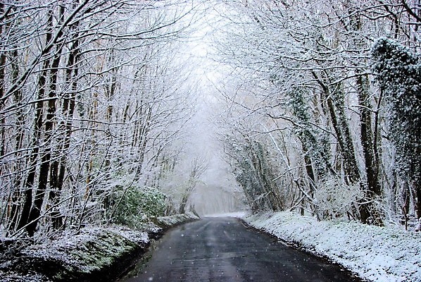 포토 JPG 해외이미지 나무 도로 겨울 자연 사람없음 야외 눈 숲 가로수 해외포토 자연요소 식물 계절 길 교통시설 날씨 생태계 파일형식 이미지허브