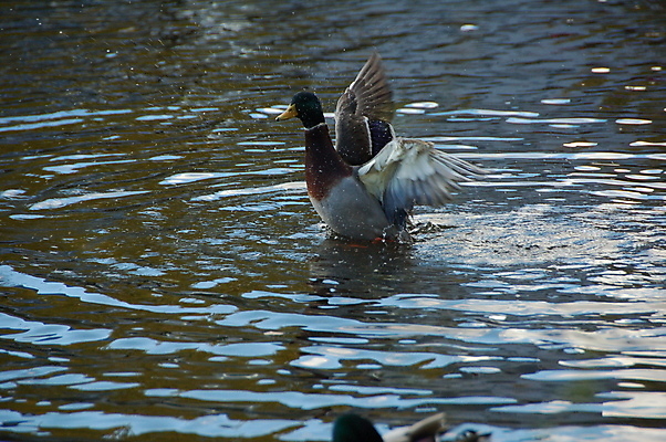 포토 JPG 해외이미지 호수 조류 오리 사람없음 물 파란색 빨래 청둥오리 해외포토 자연요소 동물 컬러 가사 파일형식 이미지허브