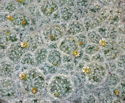 포토 JPG 해외이미지 식물 꽃잎 꽃 꽃무늬 자연 선인장 사람없음 장식 초록색 노란색 정원 봄 사막 벚꽃 흰색 못 개화 가시 닫기 척추 묘사 생물학 날카로움 솜털 스파이크 찌르기 영원 이국적 해외포토 계절 교육 컬러 무늬 모션 뼈 공구 생태계 파일형식 이미지허브