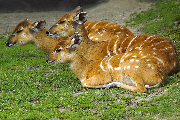 포토 JPG 해외이미지 동물 응시 공원 여자 포유류 가족 아프리카 자연 초식동물 경비 사람없음 갈색 게임 관찰 그룹 황무지 선탠 보호 먹이 방목 사파리 귀 영양 광택 경보 사바나 전국 찰과상 탄자니아 해외포토 시선 공공시설 나라 컬러 컨셉 관계 모션 놀이 안전 사람 신체부위 축산업 상처 생태계 파일형식 이미지허브