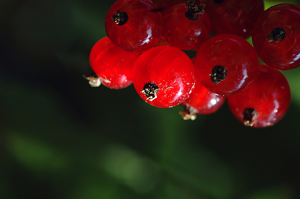 포토 JPG 해외이미지 식물 라이프스타일 열매 음식 잎 농업 다이어트 과일 재료 장신구 자연 디저트 건강 노르웨이 사람없음 빨간색 초록색 정원 저녁식사 신선 최고 달콤 맛 먹기 오브젝트 유기농 날것 부드러움 내추럴 건포도 채식주의자 해외포토 웰빙 유럽 산업 컬러 컨셉 모션 포도 생활 식사 감각 생태계 채식 건과일 파일형식 이미지허브