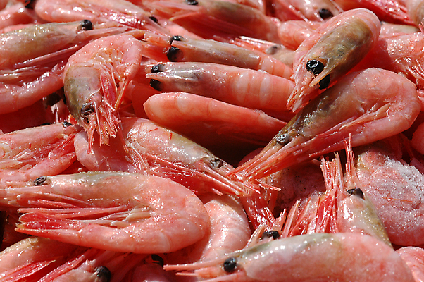 포토 JPG 해외이미지 음식 바다 다이어트 휴가 새우 건강 노르웨이 어류 요리 사람없음 빨간색 파티 냉동 저녁식사 희망 게 신선 애피타이저 먹기 해산물 유기농 성분 내추럴 점심식사 단백질 해외포토 웰빙 감정 유럽 컬러 모션 갑각류 이벤트 식사 수중동물 영양소 파일형식 이미지허브