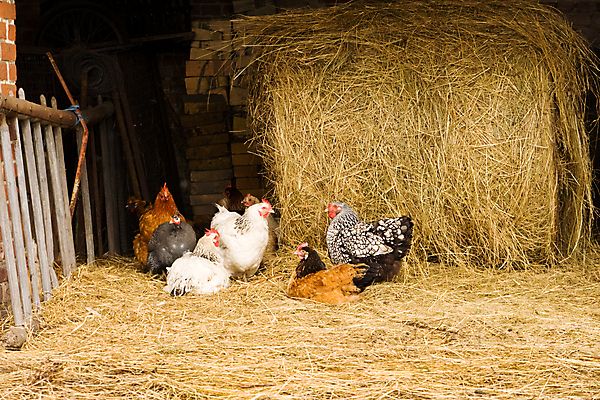 포토 JPG 해외이미지 동물 농업 조류 서기 앉기 사람없음 가로 농장 치킨 가축 농촌 밀짚 외양간 해외포토 산업 모션 시골 짚 닭고기요리 파일형식 이미지허브