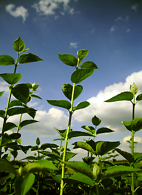 포토 JPG 해외이미지 식물 계절 잎 자연 하늘 추상 건강 사람없음 세로 초록색 파란색 울타리 뷰티 환경 봄 꿈 시골 신선 분위기 변화 호흡 보호 원예 최초 내추럴 강렬 온실 완전 해외포토 컬러 컨셉 무늬 취미 담장 생태계 파일형식 이미지허브