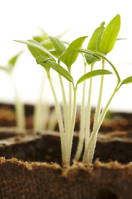포토 JPG 해외이미지 식물 계절 지구 백그라운드 컨셉 잎 농업 토마토 자연 건강 씨앗 사람없음 초록색 새싹 정원 희망 흙 봄 성장 시골 신선 작음 시작 고립 땅바닥 모종 밭일 생태학 줄서기 처음 생존 해외포토 교육 감정 산업 컬러 채소 모션 바닥 크기 생태계 파일형식 이미지허브