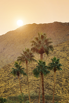 포토 JPG 해외이미지 나무 공원 여행 겨울 오렌지 자연 하늘 산 건조 손바닥 풍경 사람없음 여름 햇빛 태양 일출 미국 일몰 하이킹 사막 언덕 캘리포니아 상록수 멀리 남쪽 울퉁불퉁 절정 해외포토 자연요소 식물 손 계절 공공시설 북아메리카 과일 레저 노을 방향 생태계 파일형식 이미지허브