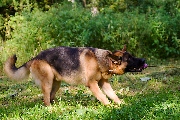 포토 JPG 해외이미지 주간 사람없음 야외 반려동물 장난감 기다림 개 사냥개 셰퍼드 해외포토 자연요소 동물 포유류 모션 파일형식 이미지허브
