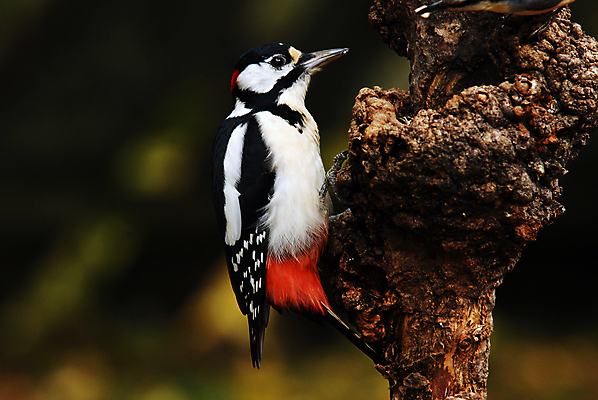 포토 JPG 해외이미지 나무 동물 자연 조류 사람없음 빨간색 갈색 검은색 흰색 해외포토 식물 컬러 생태계 파일형식 이미지허브