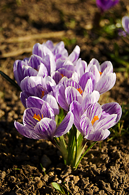 포토 JPG 해외이미지 식물 꽃 선 잎 밭 자연 부활절 씨앗 사람없음 컬러풀 뷰티 정원 맑음 보라색 봄 줄무늬 흰색 신선 주름 제비꽃 묘사 만족 네덜란드 해외포토 계절 기념일 감정 유럽 컬러 무늬 농업 날씨 생태계 파일형식 이미지허브