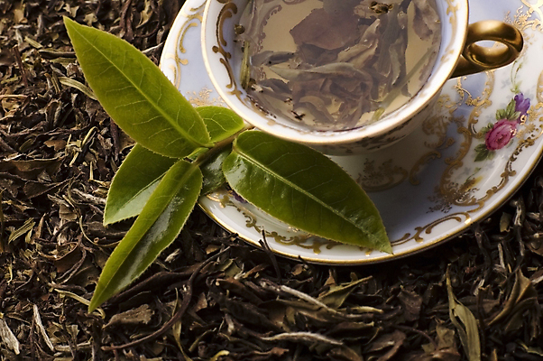 포토 JPG 해외이미지 잎 티타임 근접촬영 사람없음 찻잔 녹차 컵받침 찻잎 녹차잎 해외포토 식물 뷰포인트 휴식 잔 차_음료 받침대 파일형식 이미지허브