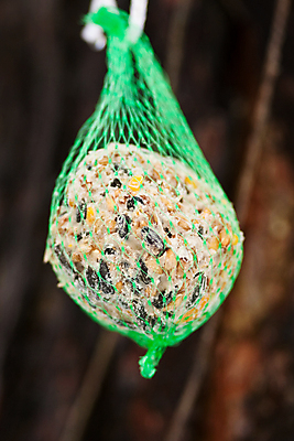 포토 JPG 해외이미지 조류 사람없음 야외 세로 먹이 수유 해외포토 동물 파일형식 이미지허브