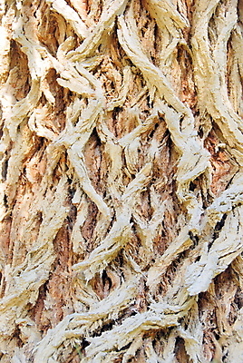 포토 JPG 해외이미지 나무 식물 디자인 백그라운드 패턴 벽지 추상 사람없음 목재 갈색 블록 나뭇가지 거친 선탠 숲 천 묘사 질감 나무껍질 찢어짐 잡동사니 수목 옛날 해외포토 컬러 무늬 재료 모션 껍질 직물 파일형식 이미지허브