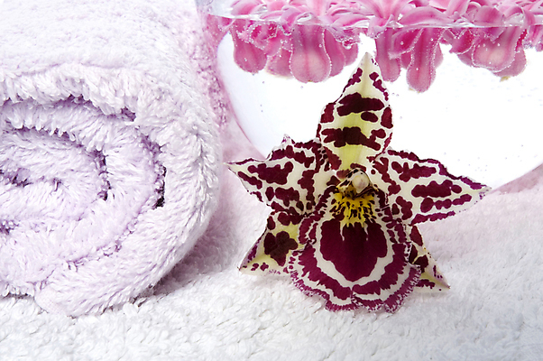 포토 JPG 해외이미지 식물 꽃잎 꽃 선 줄기 잎 신체 재료 휴식 건강 동양인 사람없음 장식 물 수건 뷰티 약 스파 목욕 벚꽃 신선 마사지 오픈 난초 고급 빨래 향수 오브젝트 향기 냄새 아로마 비누 호접란 향 아로마테라피 테라피 돌봄 이국적 해외포토 자연요소 컨셉 가사 의학 모션 인종 위생용품 청결 화장품 파일형식 이미지허브