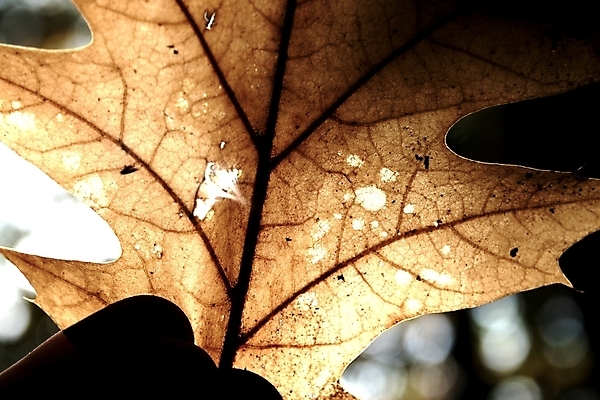 포토 JPG 해외이미지 나무 식물 잎 자연 사람없음 태양 맑음 황금 숲 해외포토 자연요소 날씨 생태계 파일형식 이미지허브