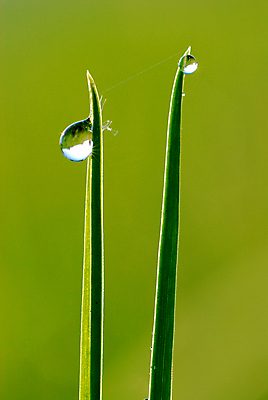 포토 JPG 해외이미지 줄기 표면 잔디 사람없음 우주 안개 수집 땅바닥 생존 해외포토 식물 날씨 바닥 파일형식 이미지허브