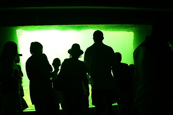 포토 JPG 해외이미지 남자 실루엣 컨셉 건축양식 추상 실내 그림자 사람 성인 사람없음 10대 초록색 빛 파티 검은색 공연 터널 군중 야간 클럽 디스코 생존 해외포토 자연요소 건축 길 음악 컬러 무늬 청소년 촬영기법 이벤트 내부 춤 파일형식 이미지허브