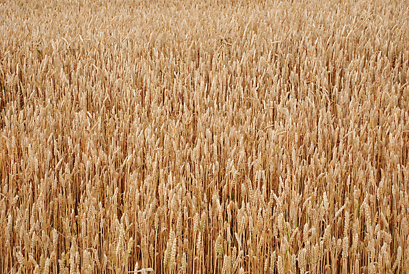 포토 JPG 해외이미지 식물 계절 음식 빵 줄기 백그라운드 밭 농업 자연 건조 건강 옥수수 씨앗 사람없음 농작물 농장 농경지 노란색 맑음 식사 수확 성장 시골 황금 닫기 농부 낟알 시리얼 밀 귀 스파이크 밀짚 내추럴 밭일 숙성 호밀 해외포토 직업 산업 컬러 모션 날씨 곡류 신체부위 짚 생태계 파일형식 이미지허브