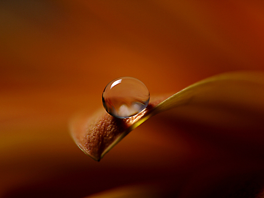 포토 JPG 해외이미지 꽃 사람없음 떨어짐 빗방울 구슬 해외포토 식물 컨셉 비_날씨 파일형식 이미지허브