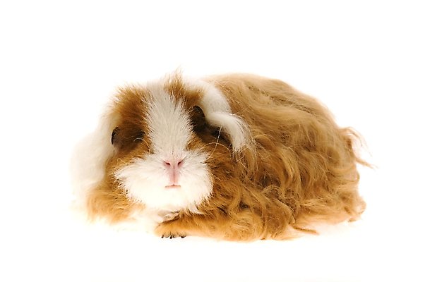 포토 JPG 해외이미지 한마리 사람없음 기니피그 해외포토 1 포유류 파일형식 이미지허브