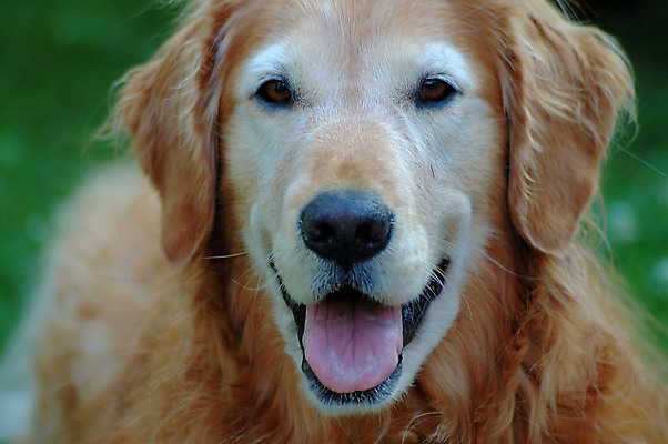포토 JPG 해외이미지 동물 포유류 미소 사람없음 반려동물 황금 개 리트리버 강아지 송곳니 해외포토 표정 치아 파일형식 이미지허브