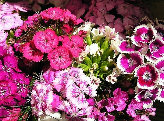 포토 JPG 해외이미지 식물 디자인 계절 꽃잎 꽃 분홍색 꽃다발 백그라운드 잎 꽃무늬 오렌지 자연 사람없음 야외 초록색 여름 컬러풀 태양 뷰티 정원 봄 낭만 벚꽃 개화 닫기 카네이션 묘사 내추럴 해외포토 자연요소 컬러 컨셉 무늬 과일 모션 생태계 파일형식 이미지허브