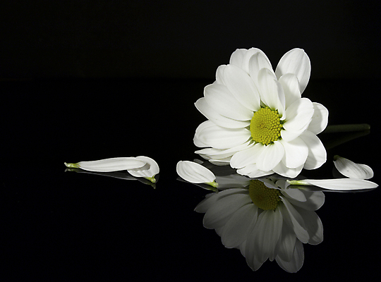 포토 JPG 해외이미지 식물 꽃 국화 사람없음 정원 흰색 해외포토 컬러 파일형식 이미지허브