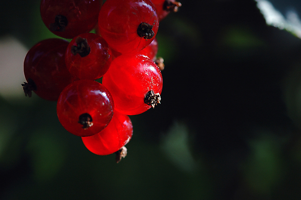 포토 JPG 해외이미지 식물 라이프스타일 열매 음식 잎 농업 다이어트 과일 재료 장신구 자연 디저트 건강 노르웨이 사람없음 빨간색 초록색 여름 정원 저녁식사 신선 최고 달콤 맛 먹기 오브젝트 유기농 날것 부드러움 비타민 내추럴 건포도 채식주의자 해외포토 웰빙 계절 유럽 산업 컬러 컨셉 모션 포도 생활 식사 감각 생태계 채식 건과일 영양소 파일형식 이미지허브