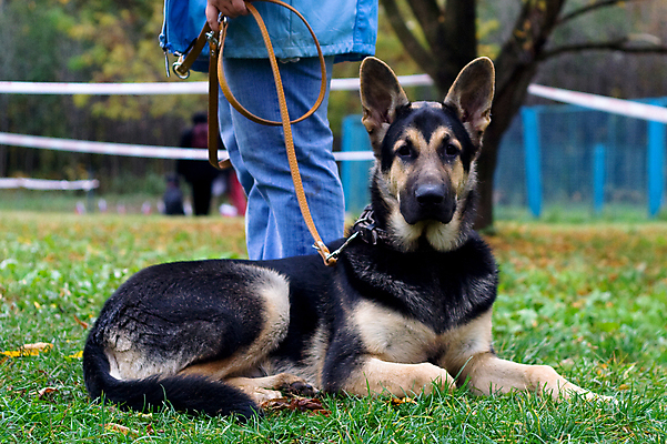 포토 JPG 해외이미지 주간 응시 공원 한명 사람 성인 야외 옆모습 반려동물 하반신 청바지 잡기 도시 기다림 개 사냥개 목줄 셰퍼드 성인한명만 애견훈련소 애견훈련 해외포토 자연요소 동물 1 시선 공공시설 뷰포인트 바지 포유류 모션 연습 성인만 파일형식 반려용품 이미지허브