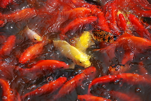 포토 JPG 해외이미지 어류 사람없음 빨간색 물 노란색 금붕어 해외포토 자연요소 컬러 수중동물 파일형식 이미지허브