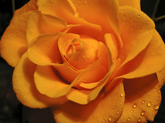 포토 JPG 해외이미지 꽃잎 꽃 백그라운드 오렌지 사람없음 물 장미 검은색 신선 닫기 떨어짐 해외포토 자연요소 식물 컬러 컨셉 과일 모션 파일형식 이미지허브