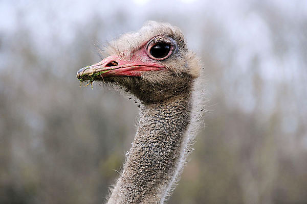 포토 JPG 해외이미지 조류 사람없음 부리 타조 해외포토 동물 파일형식 이미지허브
