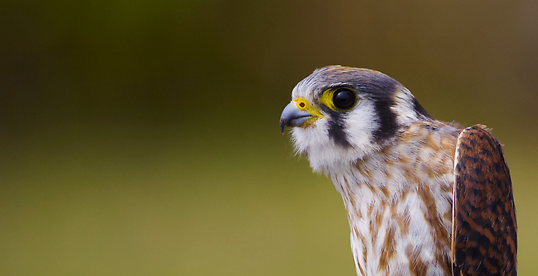 포토 JPG 해외이미지 자연 조류 사람없음 보호 시력 육식동물 참새 생태학 해외포토 동물 교육 컨셉 생태계 파일형식 이미지허브