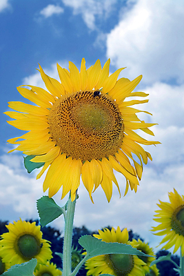 포토 JPG 해외이미지 주간 하늘 날씨 해바라기 사람없음 야외 해외포토 자연요소 꽃 파일형식 이미지허브