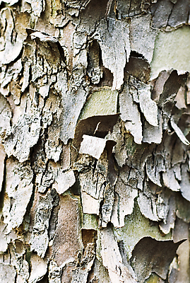 포토 JPG 해외이미지 나무 식물 백그라운드 자연 사람없음 환경 닫기 질감 나무껍질 대패 플라타너스 해외포토 모션 껍질 생태계 파일형식 이미지허브